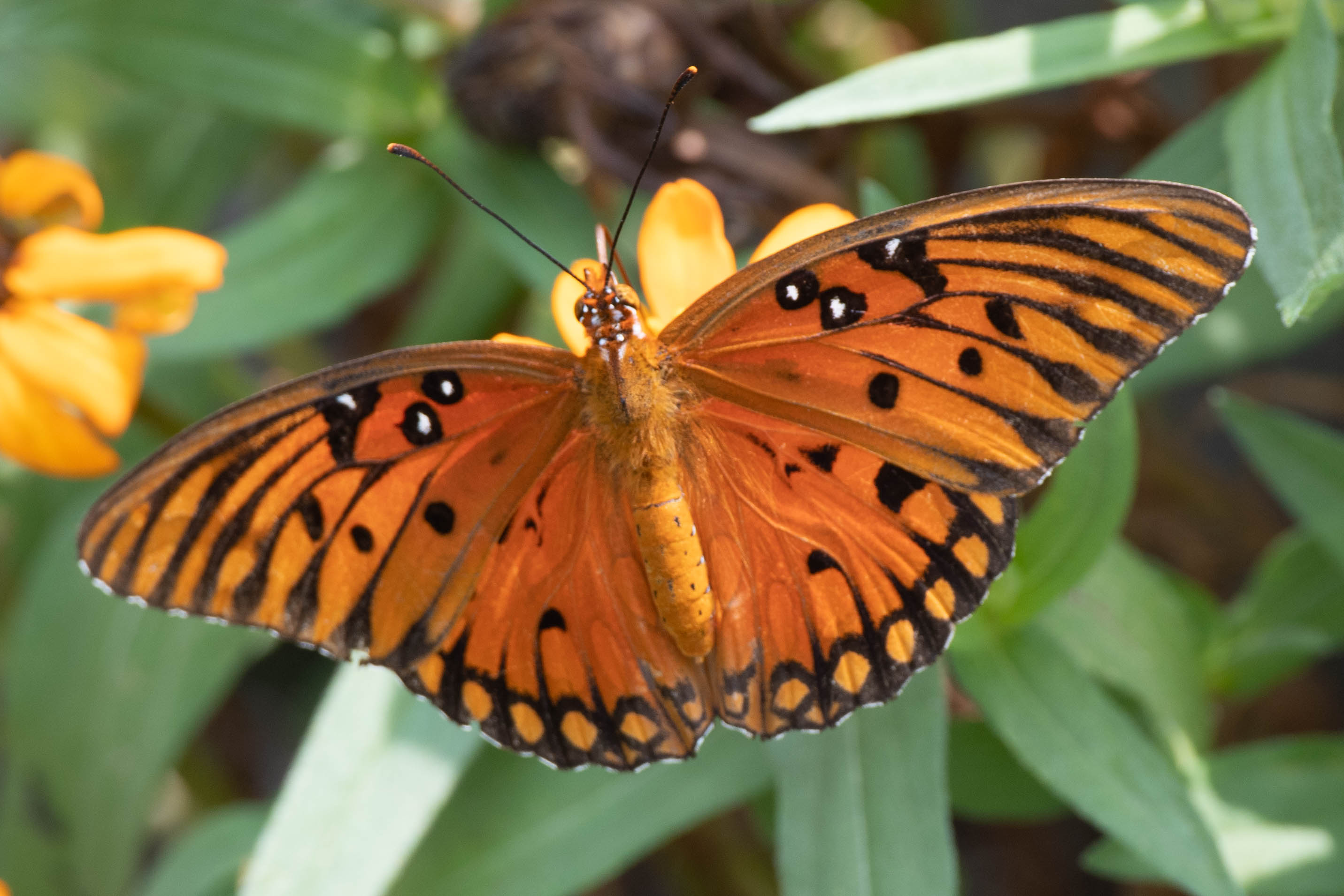 jim-west-collierville-tn-wildlife-nature-butterfly-92