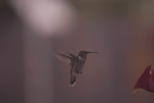 Jim West Collierville tn hummingbird