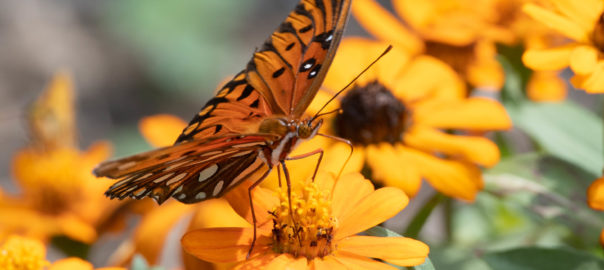 jim-west-collierville-tn-wildlife-nature-butterfly-102