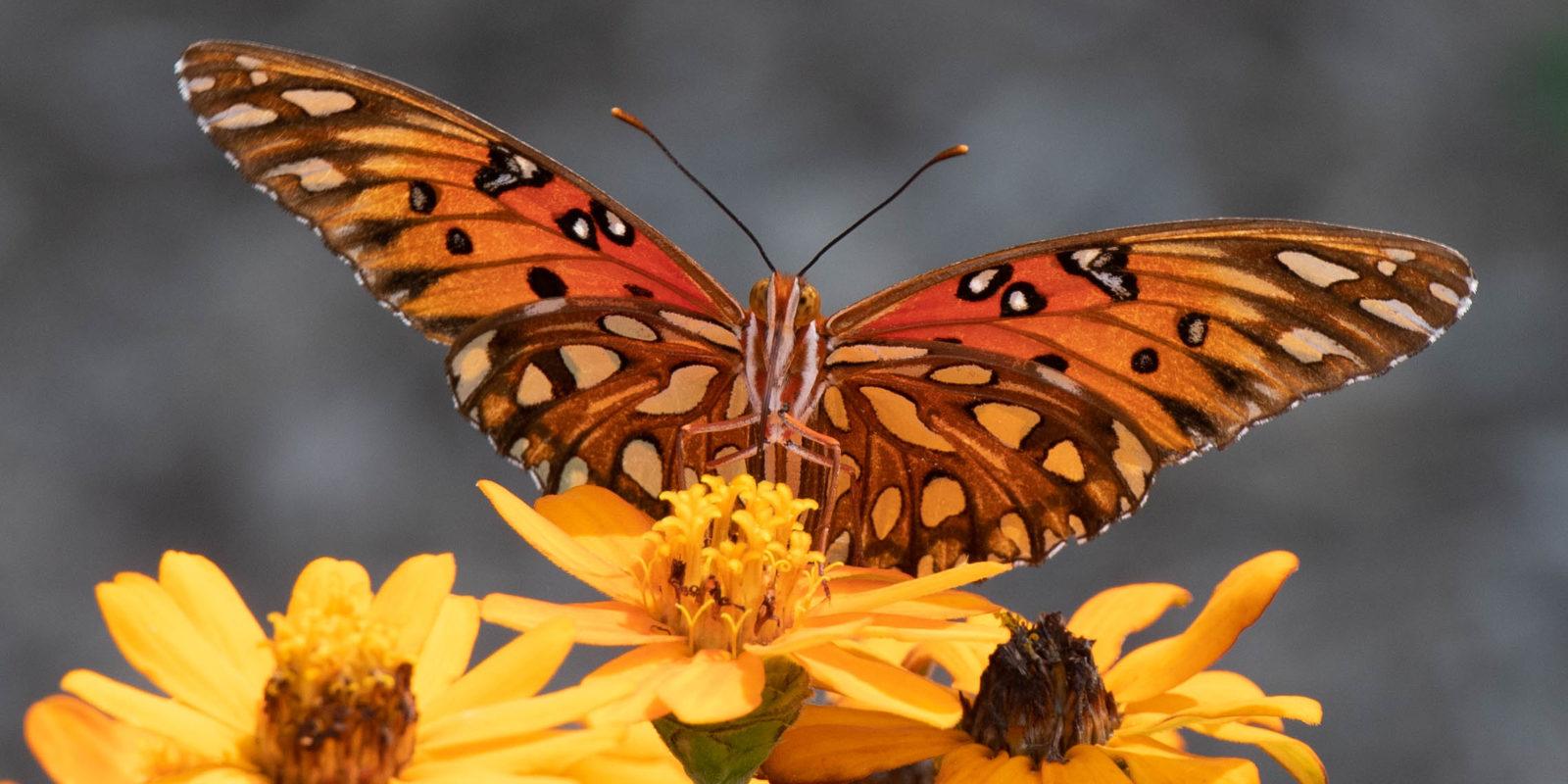 im-west-collierville-tn-wildlife-nature-butterfly-39