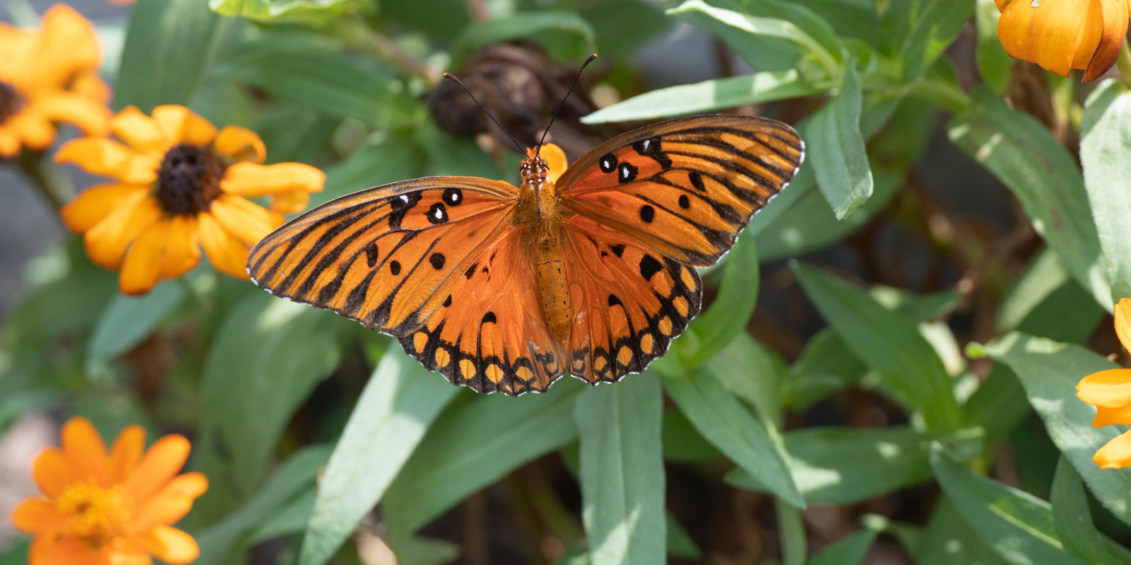 jim-west-collierville-tn-wildlife-nature-butterfly-98